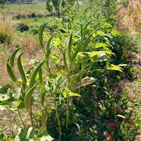Clemson Spineless Okra